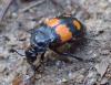Nicrophorus vespilloides